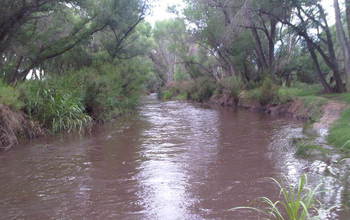 river with muddy water meanderingt rhough vegetation